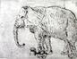 Gravure de Mordecai Moreh intitulée L'éléphant captif ; 14/25, Moreh, 1972-1979