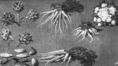 Nature morte aux légumes<br>Brueghel,  Jan II