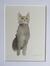 Illustration inédite - Chat gris<br>