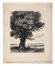 Pierre Abattucci, L'arbre (illustration d'un poème d'Emile Verhaeren), fusain, s.d. [vers 1906].<br>