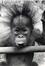 Carte-vue publicitaire Zoo d'Anvers. Jeune orang-outan, éd. Foto Six, 1970.<br>
