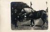 Carte photo Défilé au marché aux chevaux à Bruxelles (?), photogr. Sersté (Bruxelles), s.d.<br>