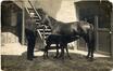 Fotokaart Merrie, veulen en hun eigenaar, meubelhandelaar Fr. Van Nieuwenhoven, Steenweg op Gent 231 (Sint-Jans-Molenbeek), fotogr. onbekend, s.d. [rond 1913].<br>