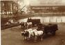 Carte photo Voiture de livraison du commerce de charbons Devis (Molenbeek-Saint-Jean), photogr. anon., s.d. [vers 1916].<br>