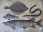 Panneau didactique Poissons : Carrelet, perche, anguille et brochet, lithogr. Tresling & C°(Amsterdam), éd. H.J. van Lummel, s.d.<br>